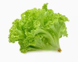 Lettuce