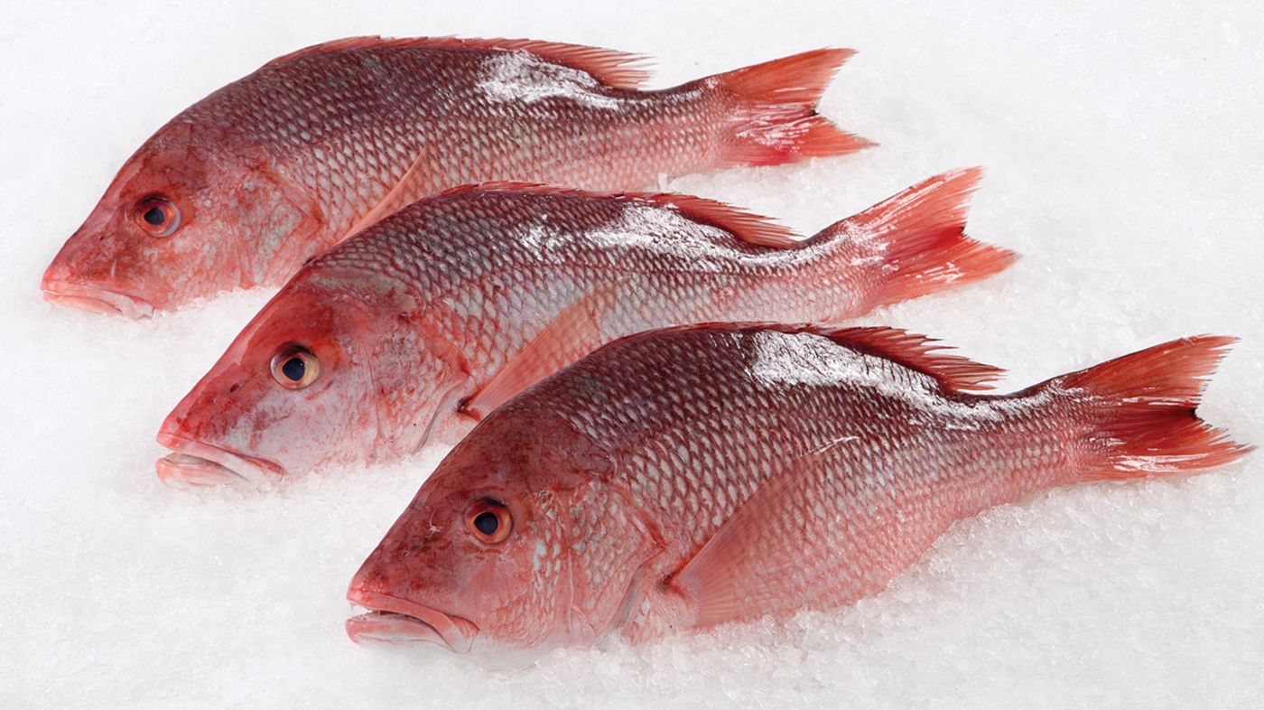 Red Snapper Whole _0