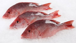 Seafood