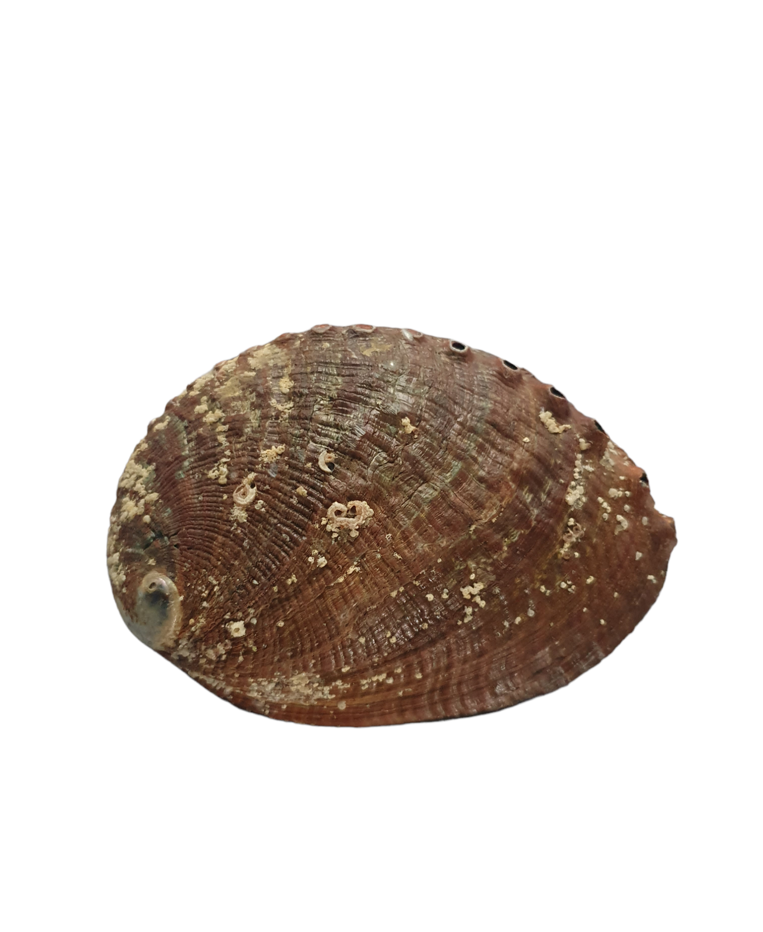 Abalone Shell with stand_2