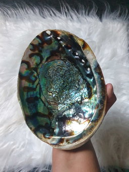 Abalone Shell with stand