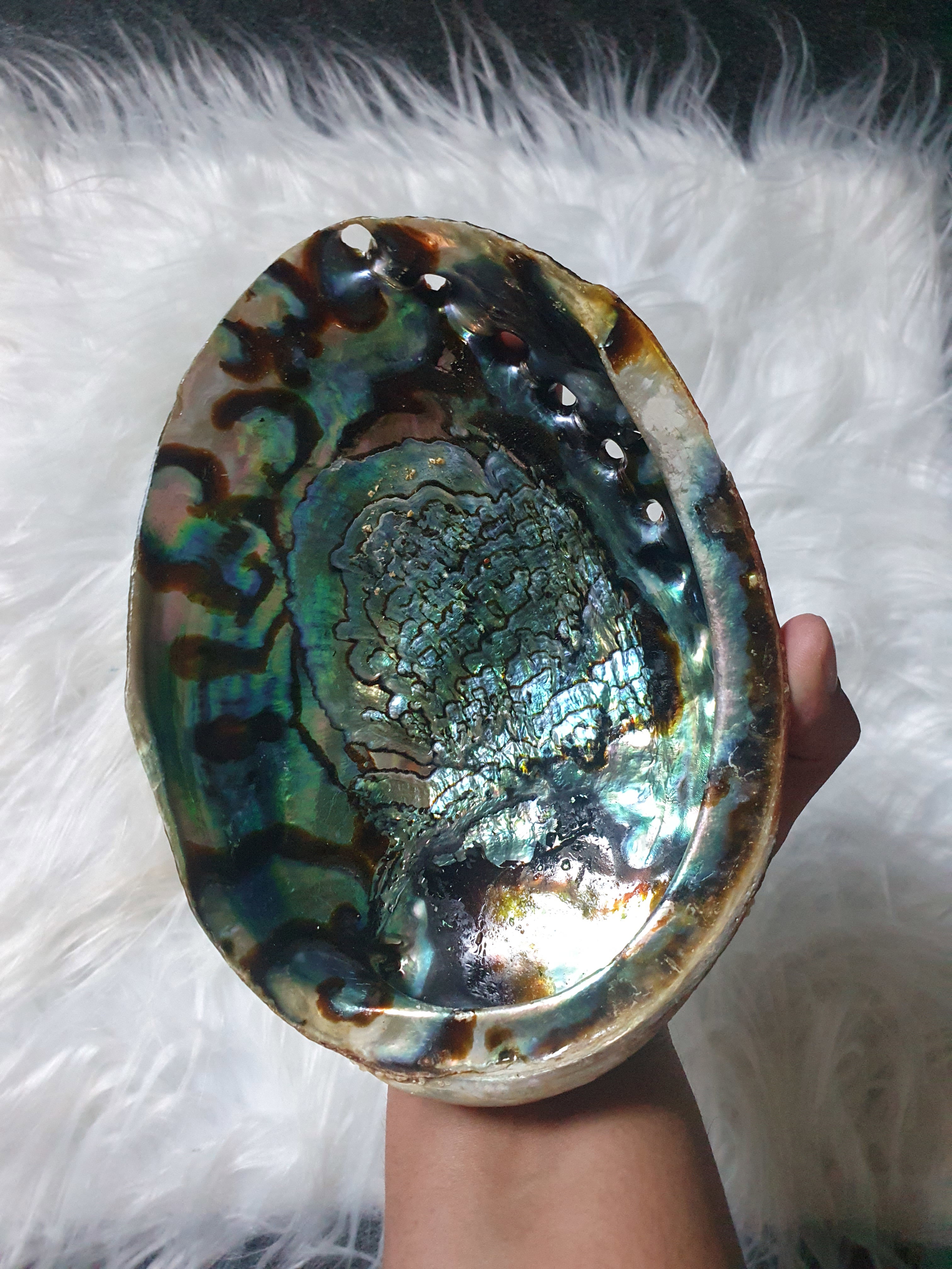 Abalone Shell with stand_4