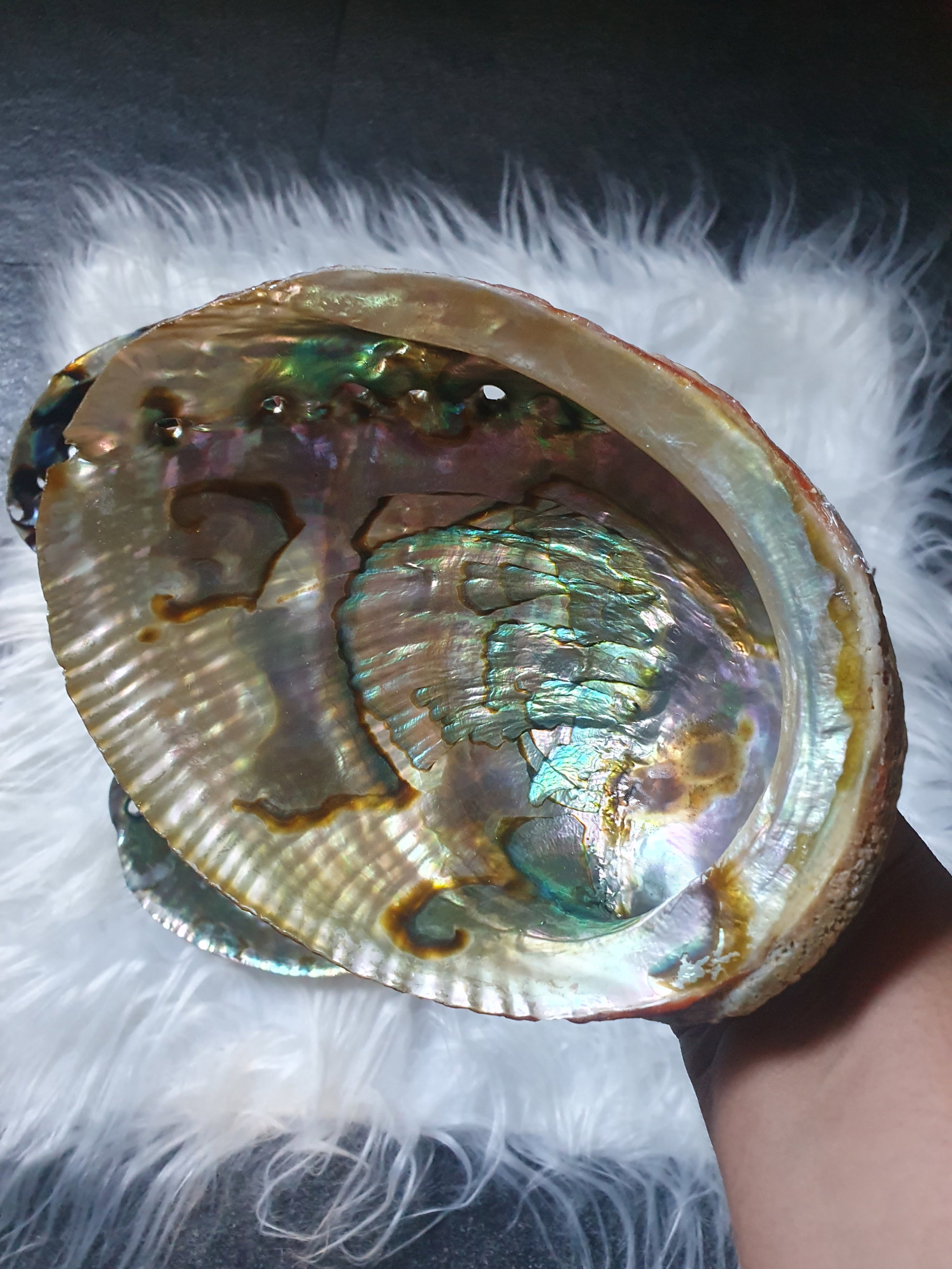 Abalone Shell with stand_5