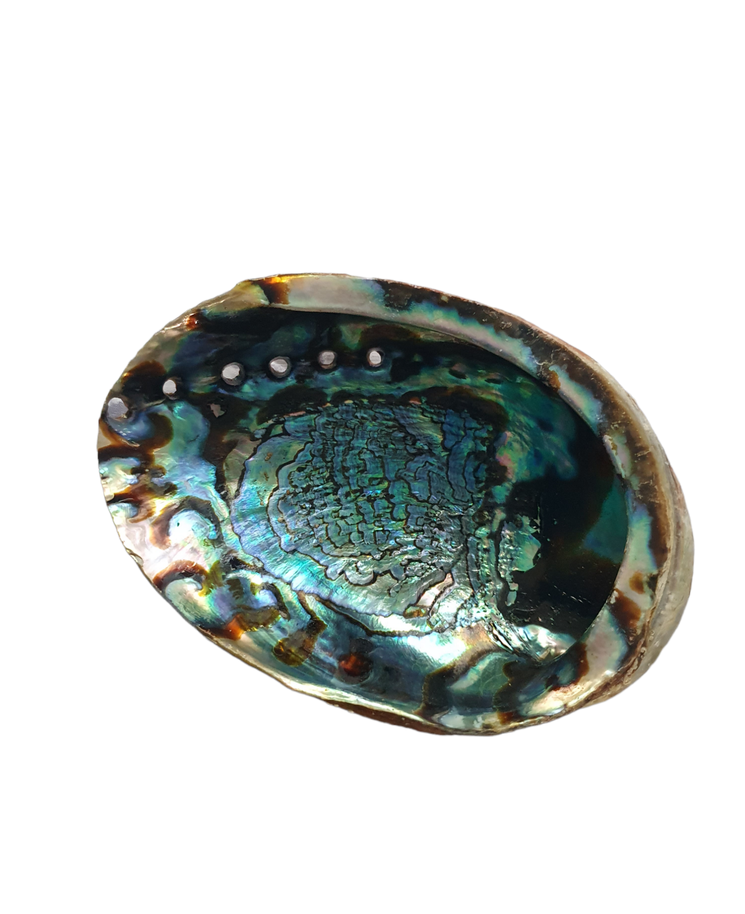Abalone Shell with stand_0