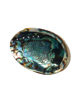 Abalone Shell with stand