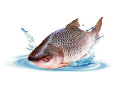 Frozen Whole Fish (RN Brand)