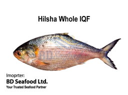 Hilsha Whole IQF