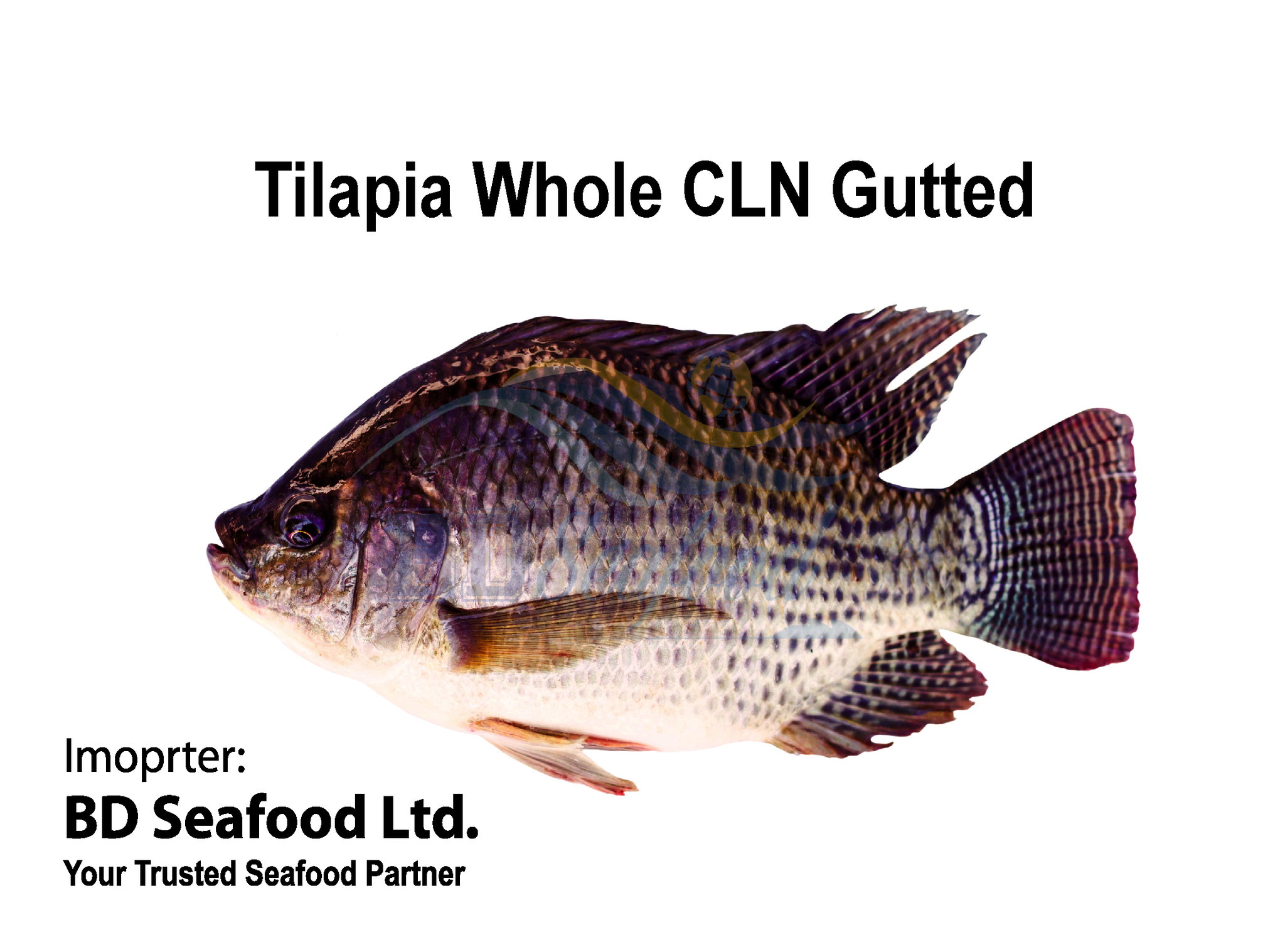 Tilapia Whole CLN Gutted _0