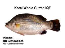 Koral Whole Gutted IQF