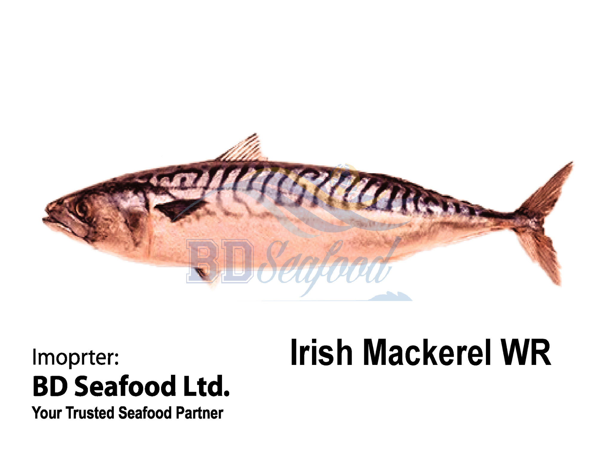 Mackerel WR_0