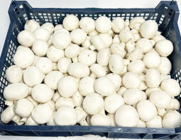 Mushroom Box