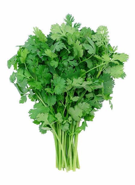 Coriander Box_0