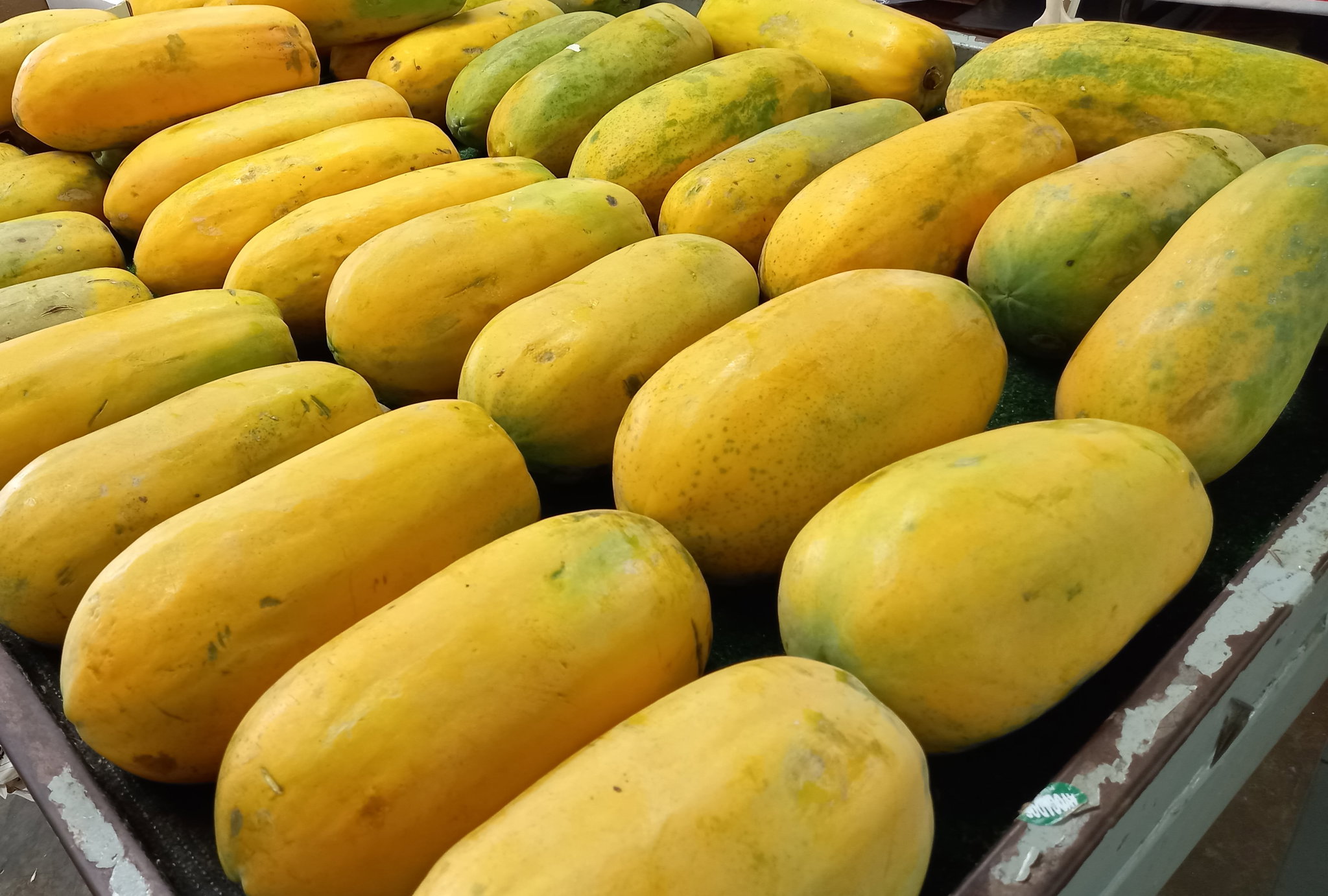 Papaya _0