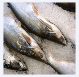 Ikan Patin