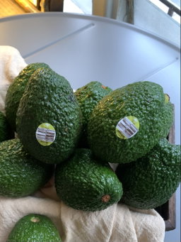 Avocado Australia