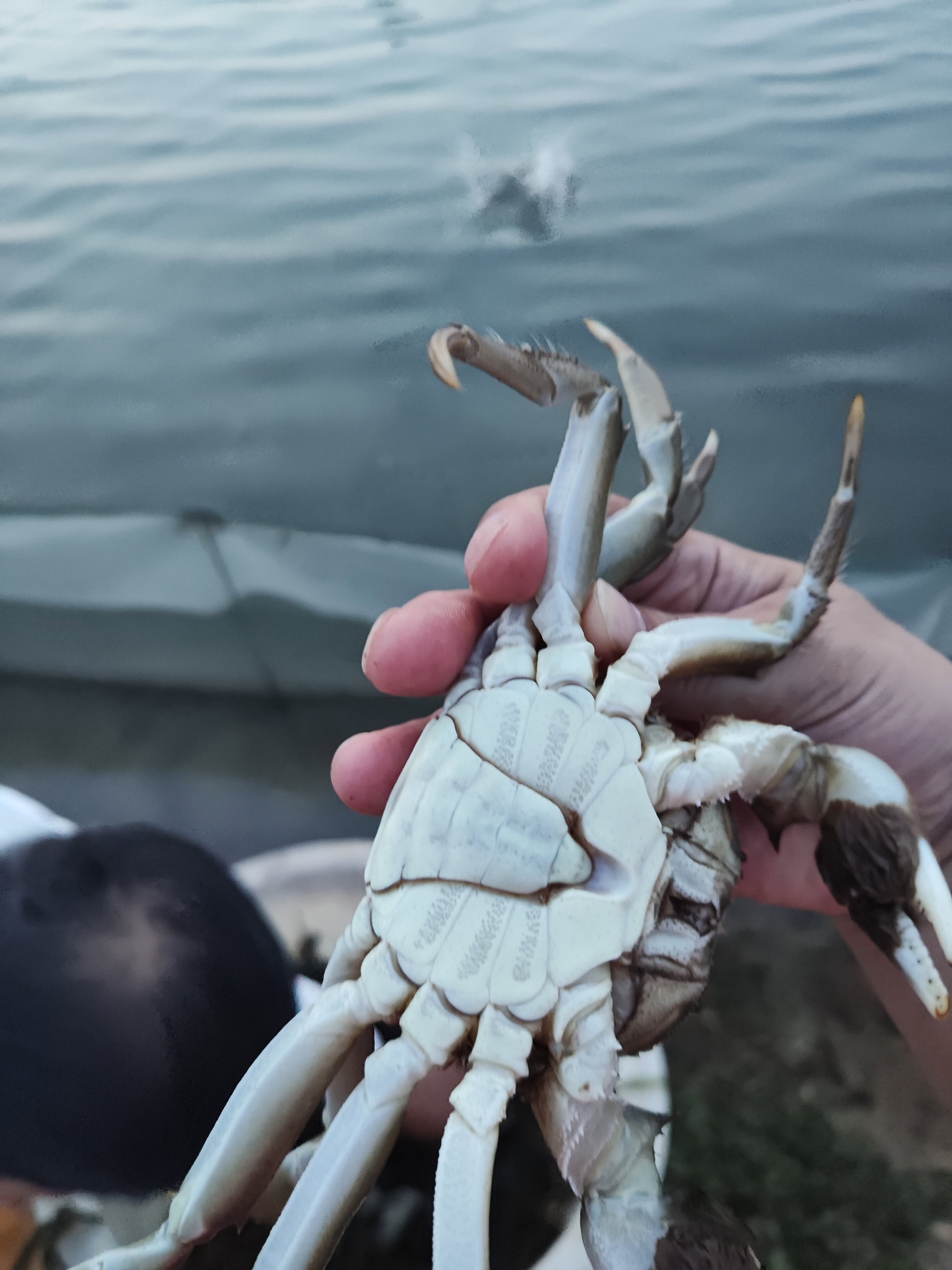 H225M - 225gms Male Hairy Crab_2