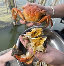 H225M - 225gms Male Hairy Crab