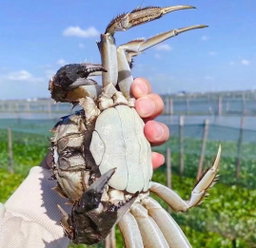 H200F - 200gms Female Hairy Crab 