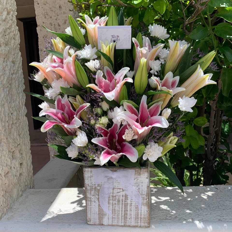 Base de lilys_0