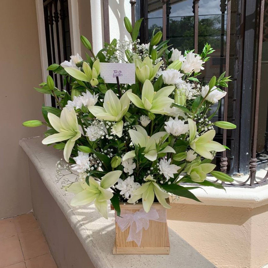 Base de lilys_1