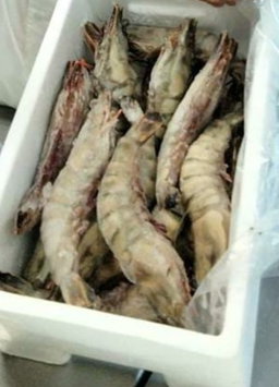 Jumbo Tiger Prawn Hoso 6/8
