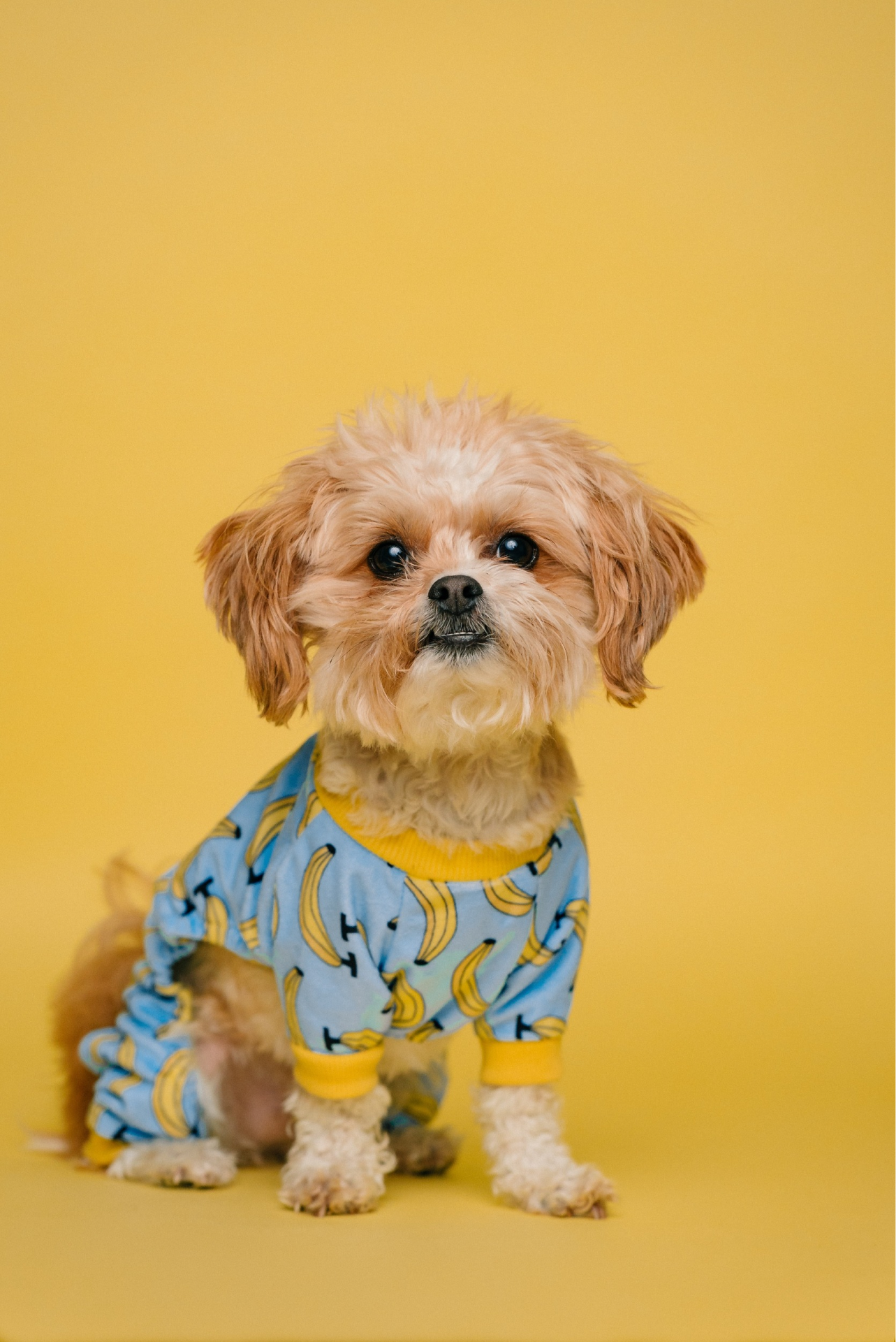Overnight Pet Stay_1