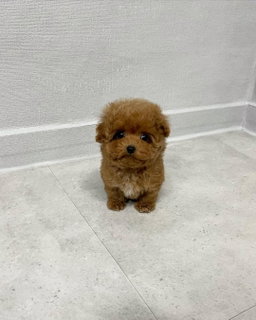 Benji