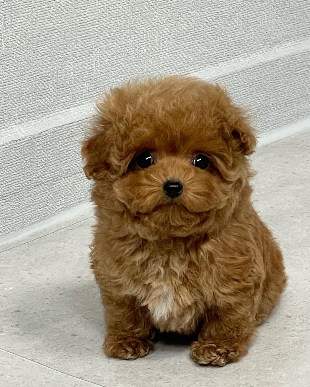 Benji_0