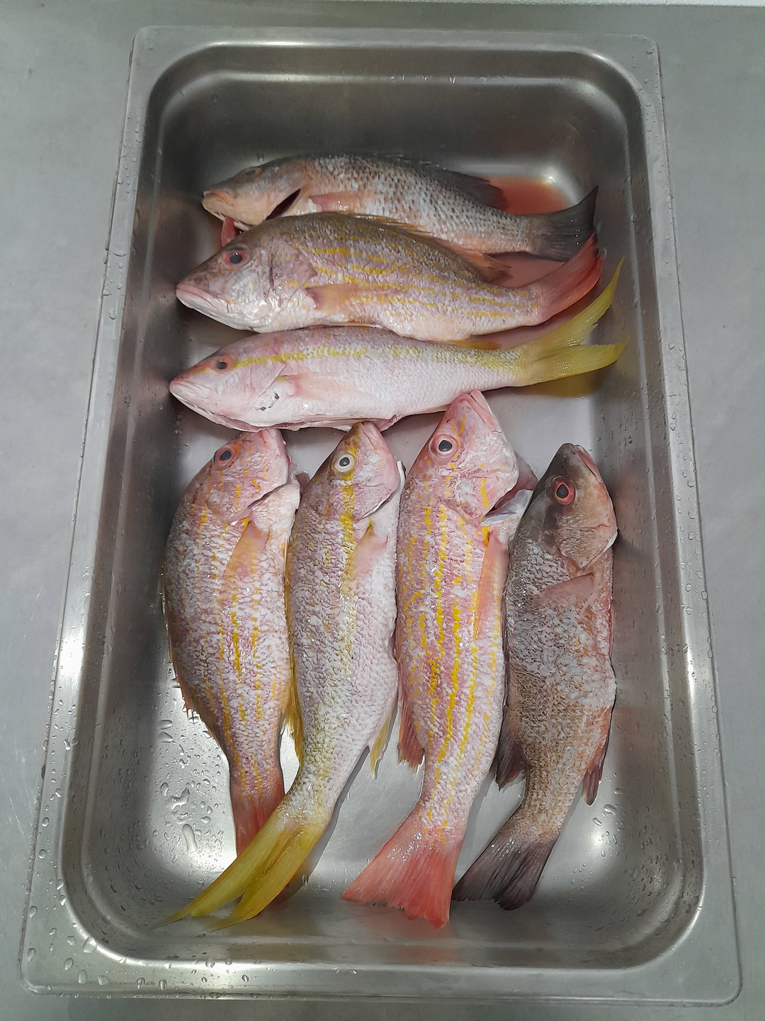 Whole Snappers (5 lbs)