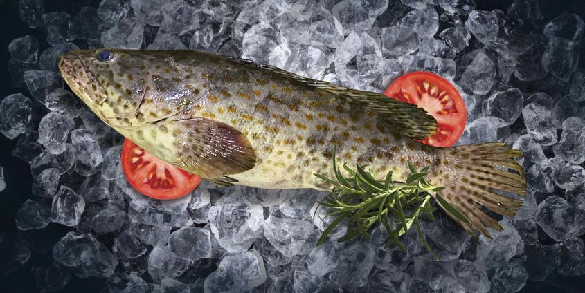 Black Grouper (黑斑鱼)