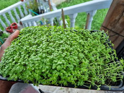🍀Micro Greens
