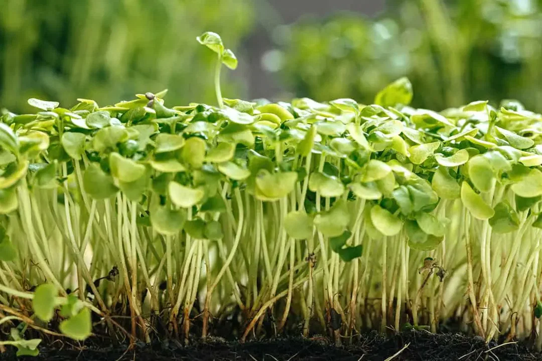 Premier Kale