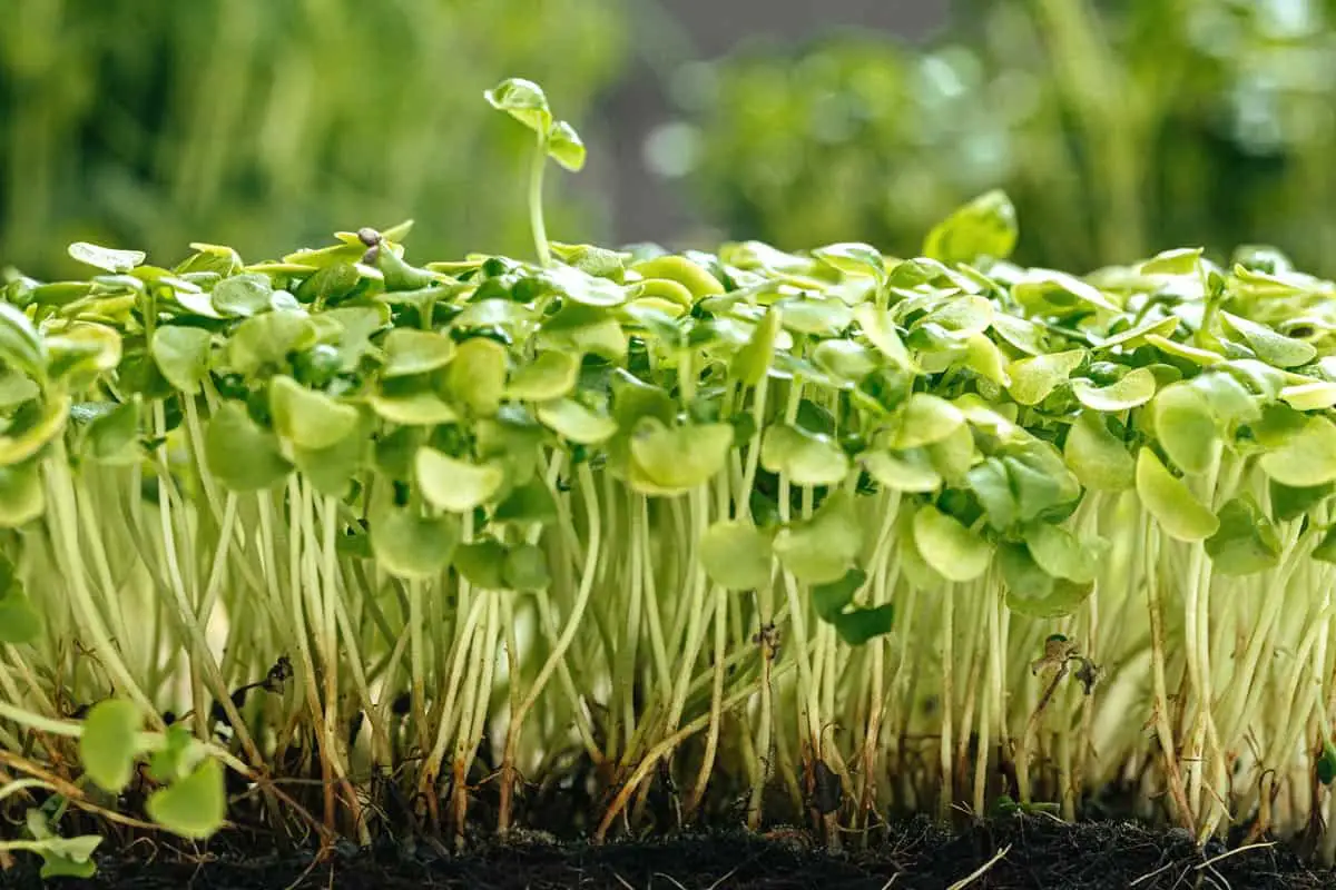 Premier Kale_0