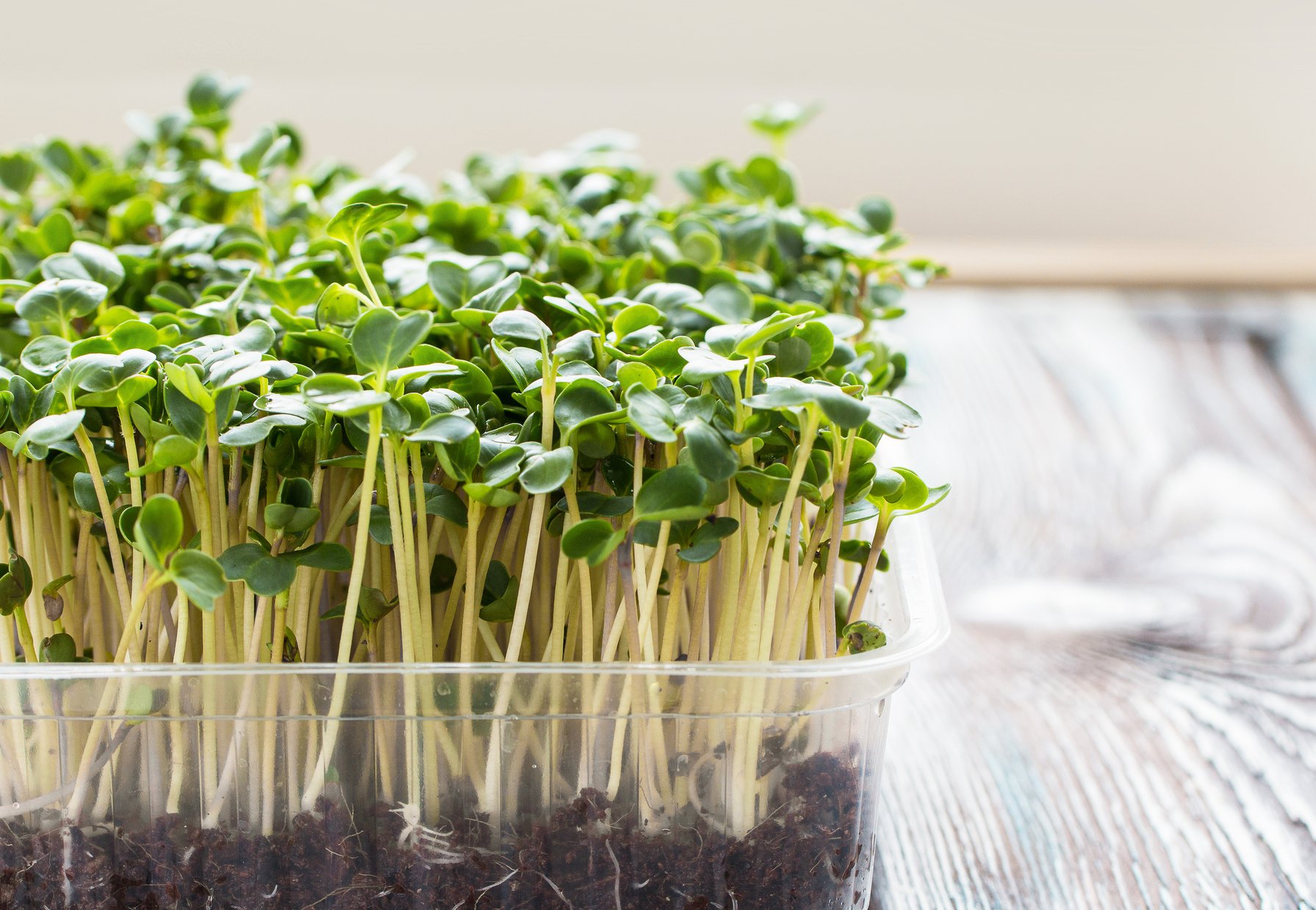 Broccoli Microgreens_0