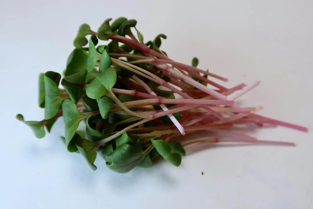 Radish Microgreens