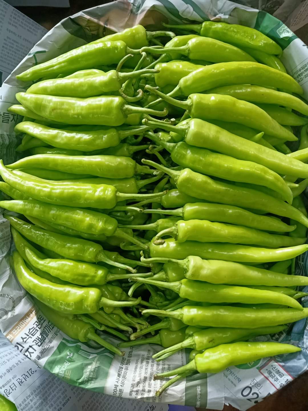 Large Green Chilli / Cili Hijau Besar / 大青辣椒_0