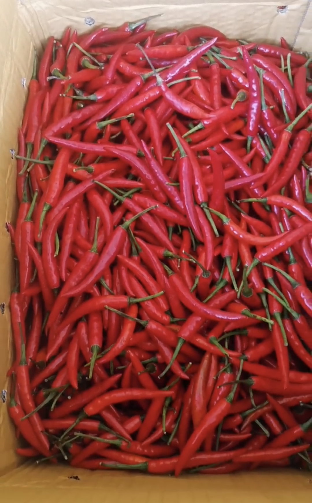 Small Red Chilli / Cili Thai Merah / 红小辣椒