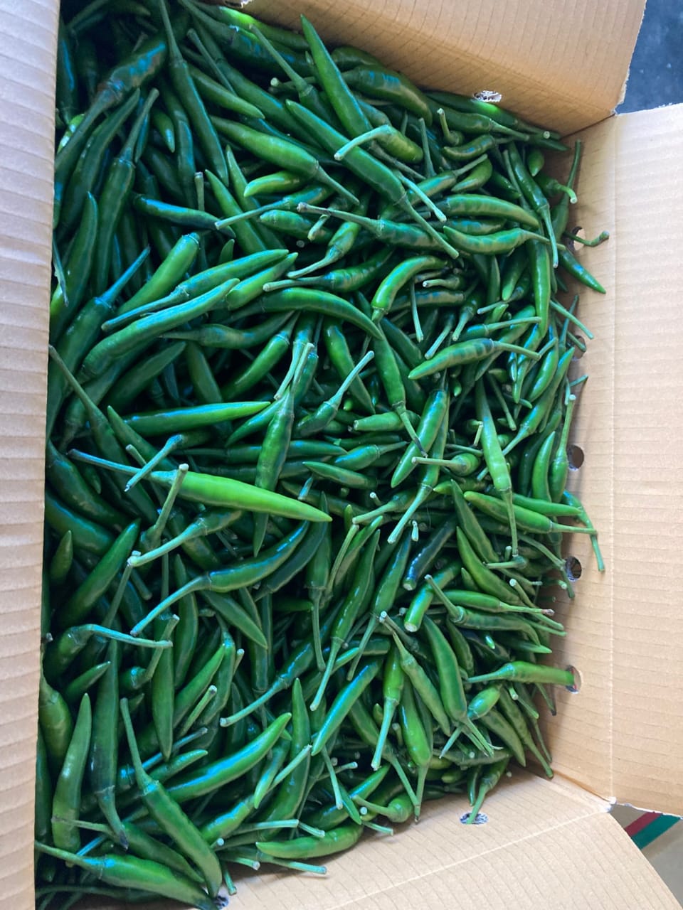 Small Green Chilli / Cili Thai Hijau / 小青椒_0