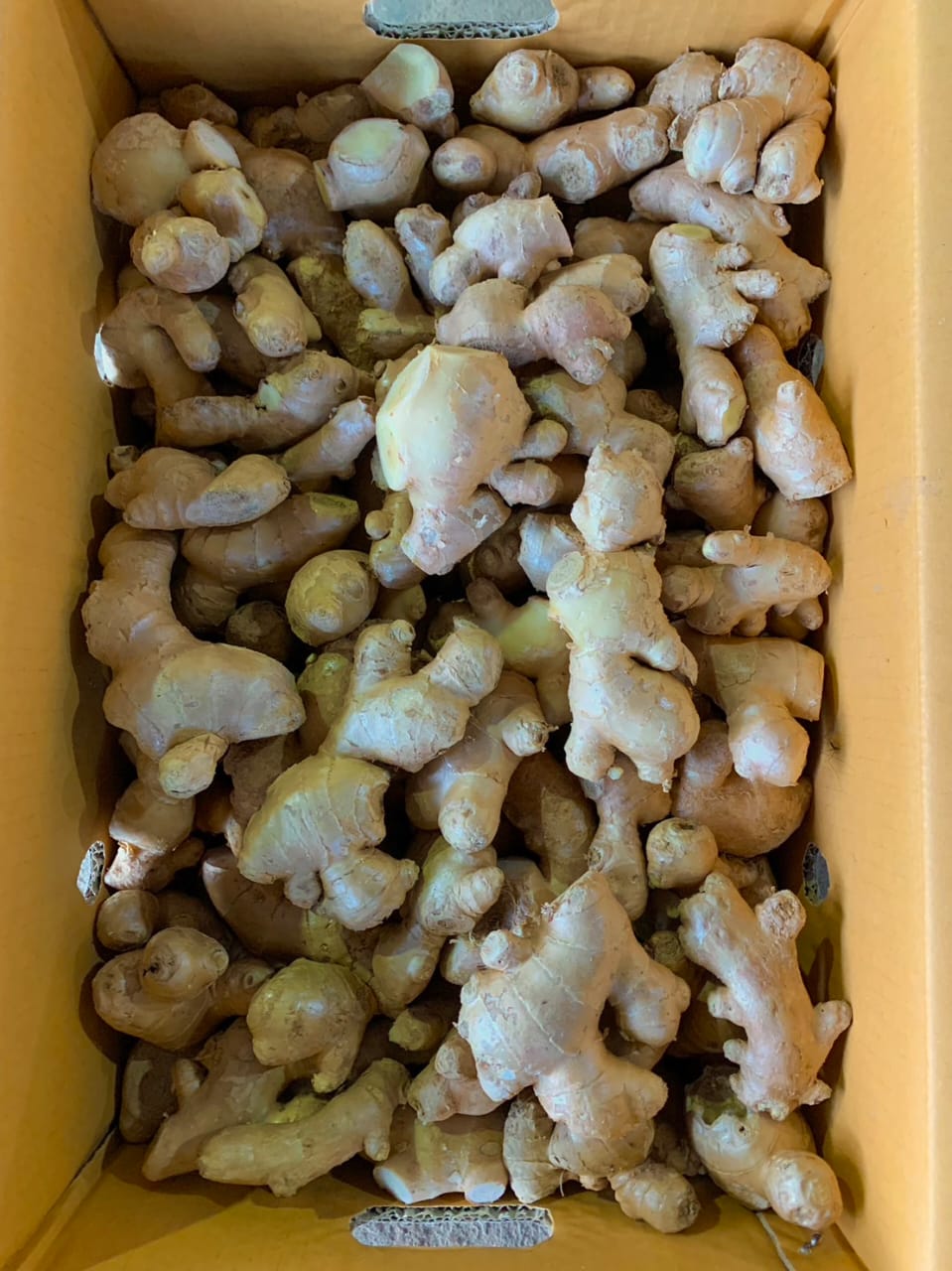 Mother Ginger / Ibu Halia Tua / 老母姜_0