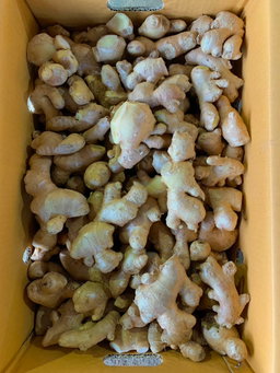 Ginger