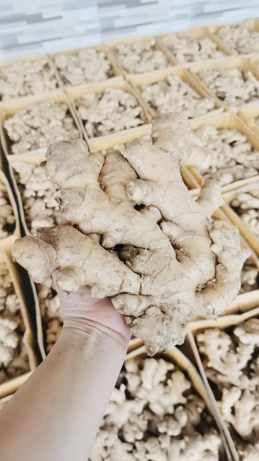 Large Old Ginger / Halia Tua Besar / 大老姜_0