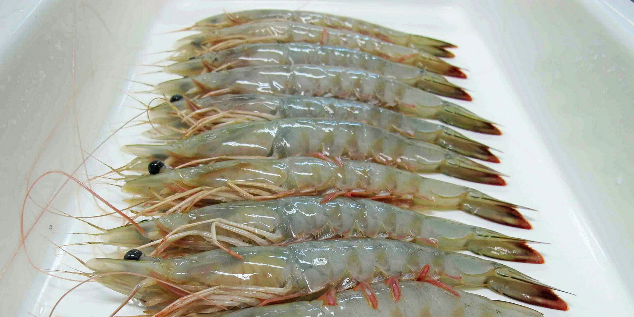 Shrimps (UNPEELED)_2