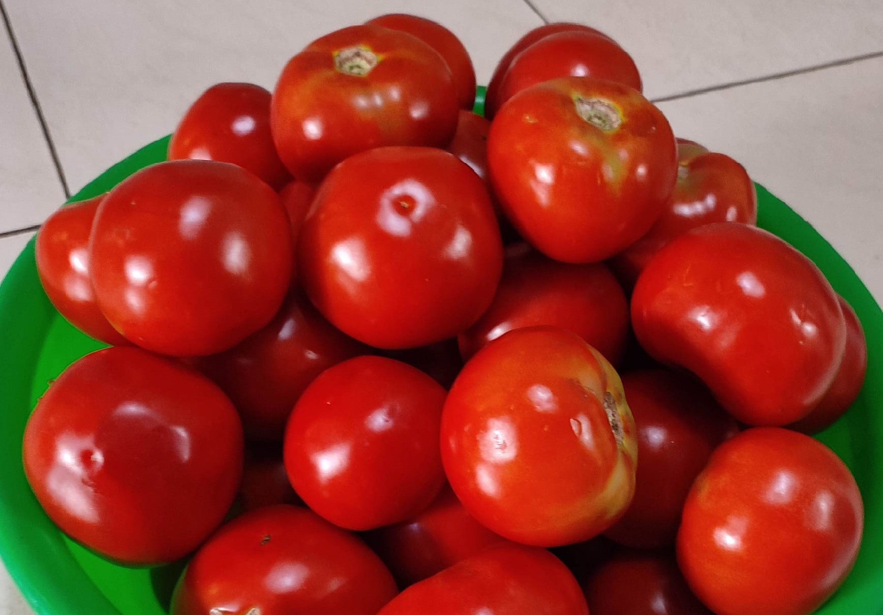 Tomato - 5L Bucket_0