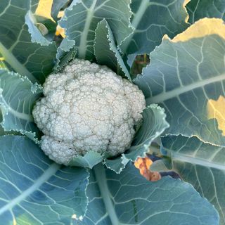 Cauliflower (Ful Kobi)_0