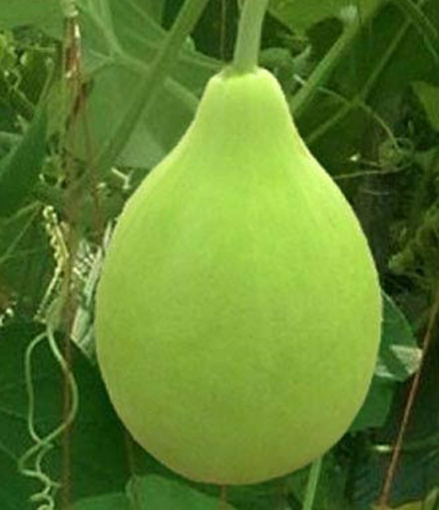 Bottle Gourd (Jati Lau)