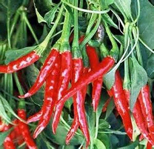 Chillies (Jolokia)_0