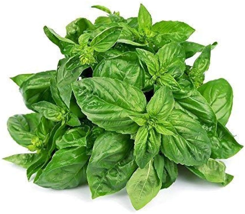 Herb Basil Leaves Fresh_0