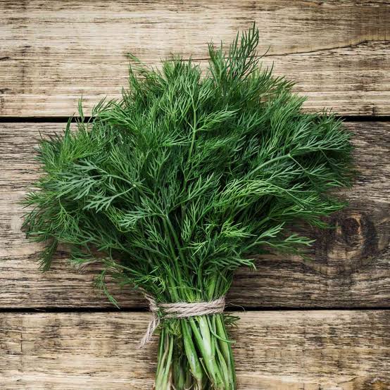 Dill Fresh (Sua) _0
