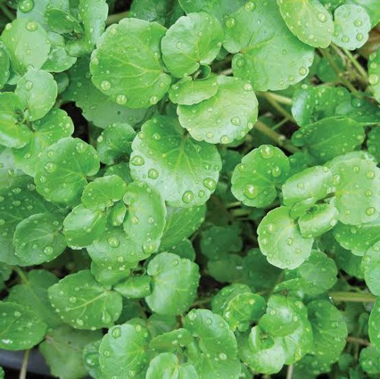 Watercress 