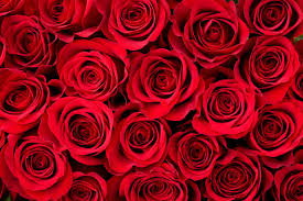 VALENTINES DAY_0